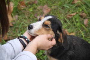 un cane
