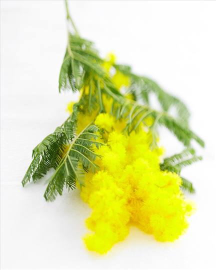Mimosa