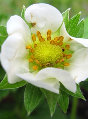 Strawberry flower