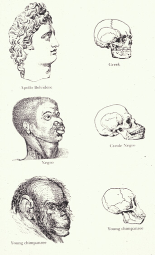 Indigenous races of the earth - J. C. Nott, G. R. Gliddon