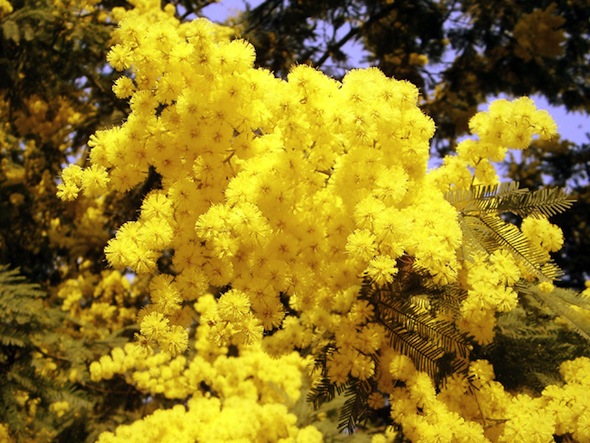 mimose-2
