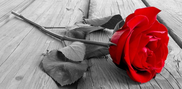 Rose On Wood BW
