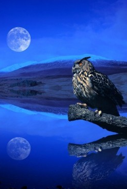 the-moon-and-the-owl